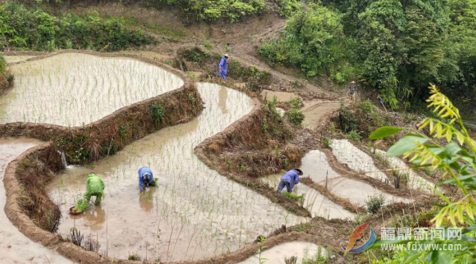 电游平台6万亩中稻全面进入栽插高峰