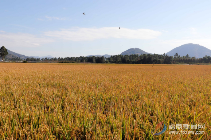 电游平台：秋收冬种正当时 田间地头生产忙